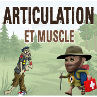 Articulation et Muscle
